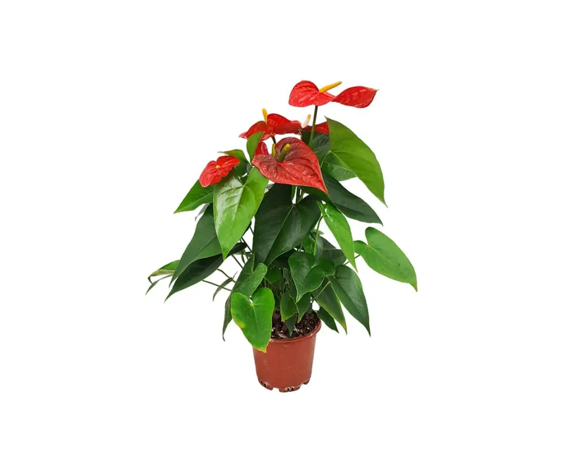 Цветок антуриума P14