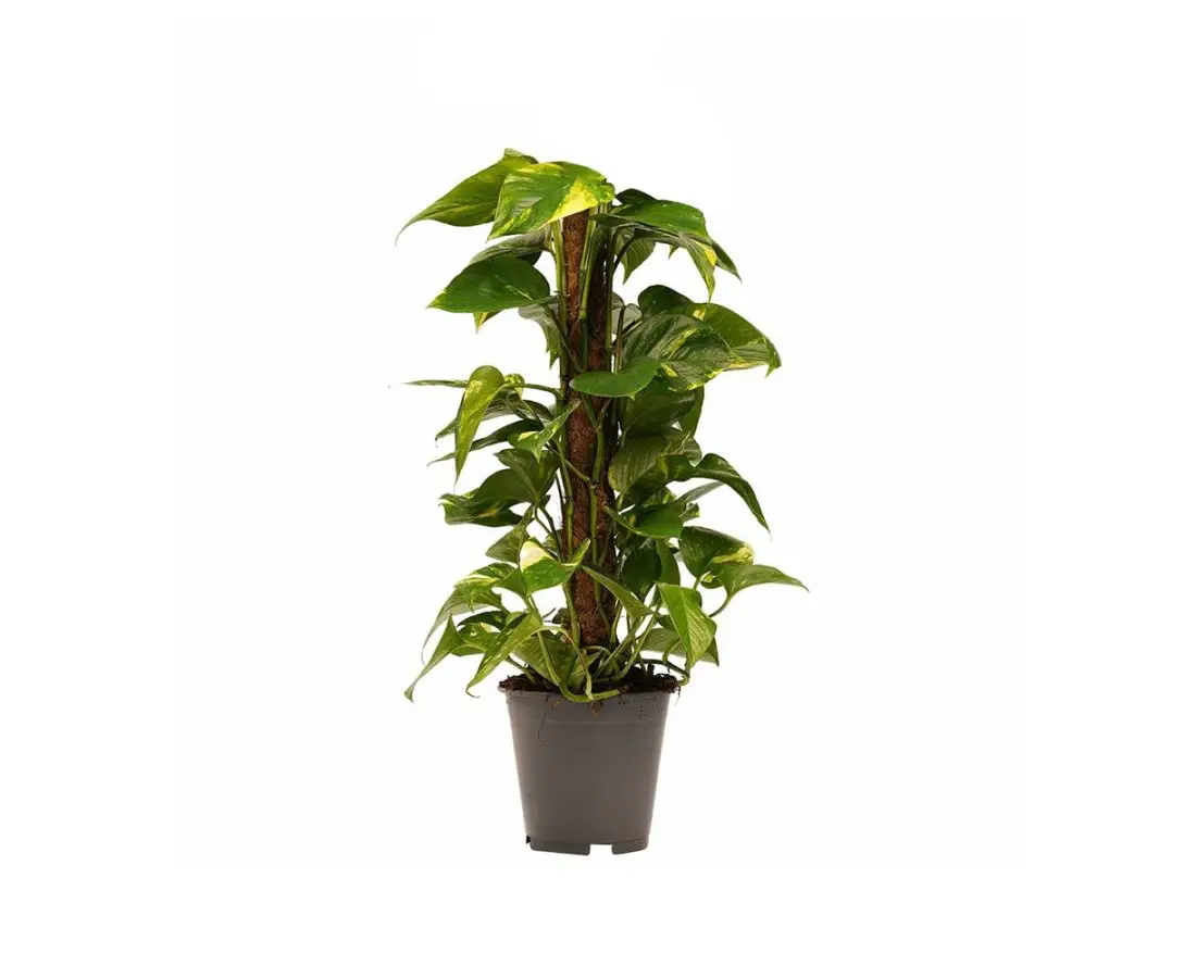 Эпипремнум со мхом (ЦЕМ)